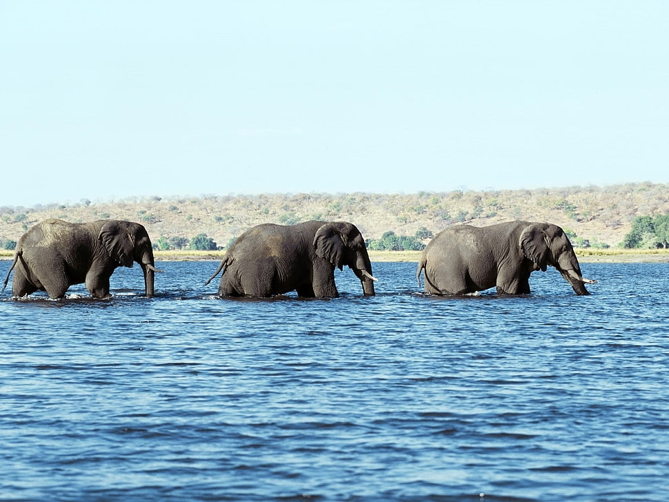 three elephant crossing body of water photography HD wallpaper